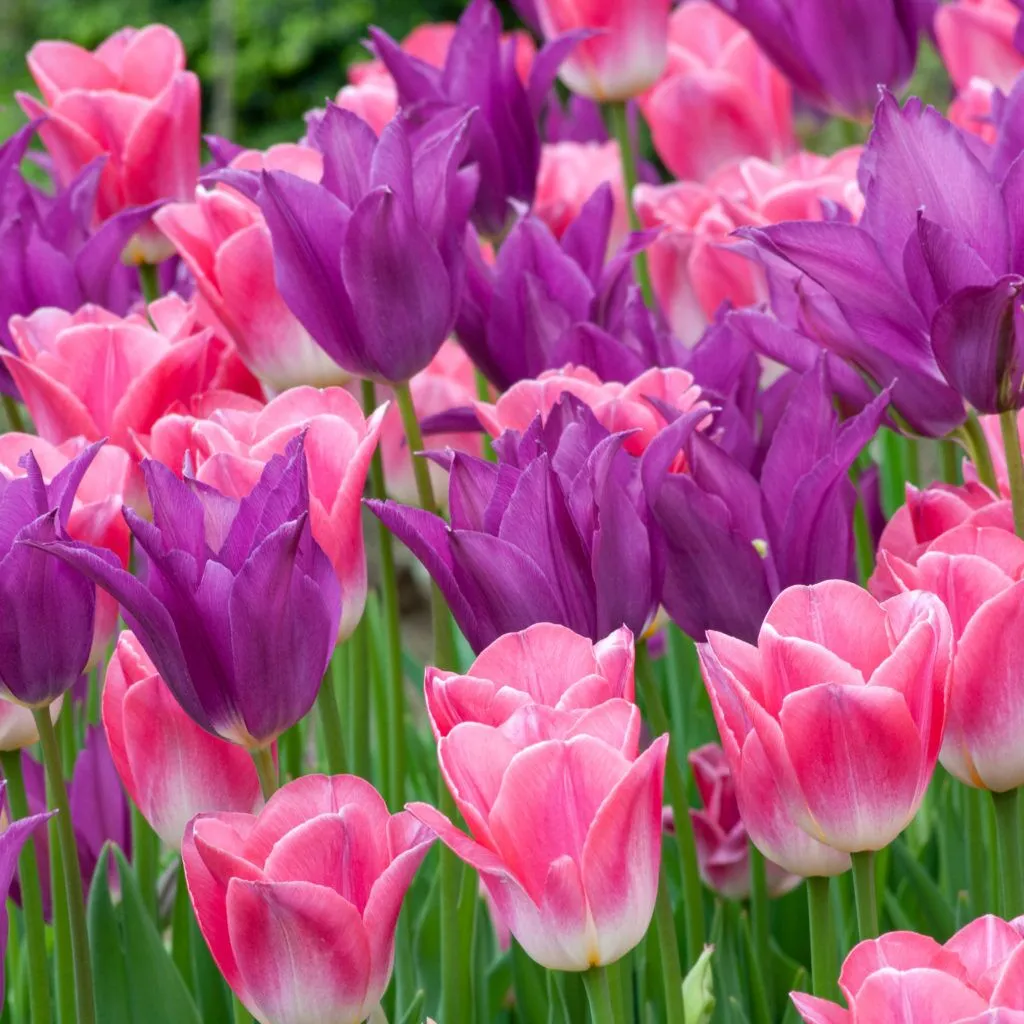 Your Imminence Tulip from Colorblends