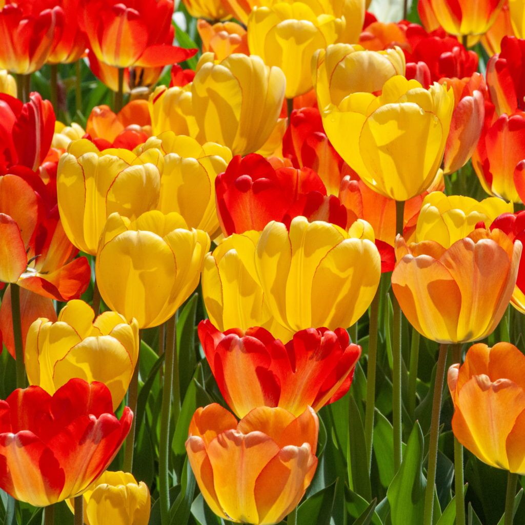 Glow Motion Tulip from Colorblends
