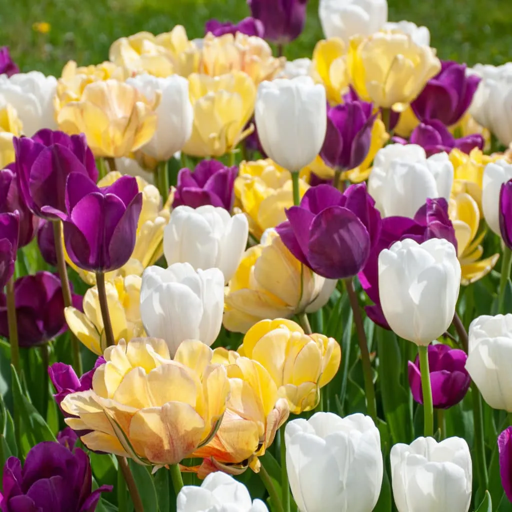 Dawn to Dusk Tulip from Colorblends