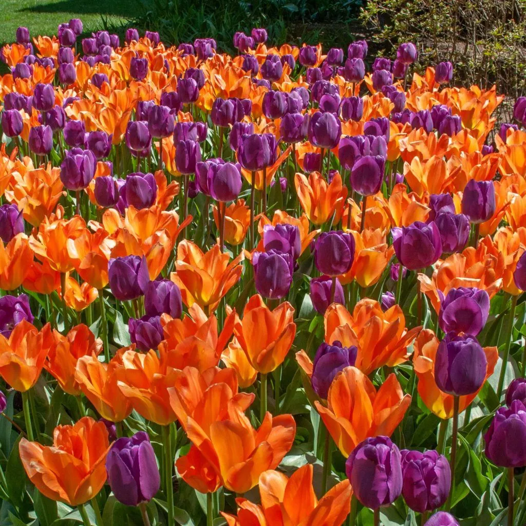 Stop the Car Tulip from Colorblends