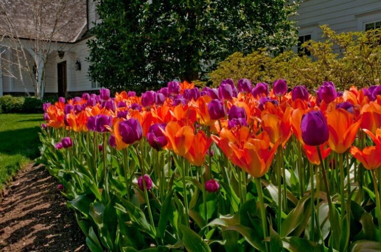 Growing tulips with Colorblends
