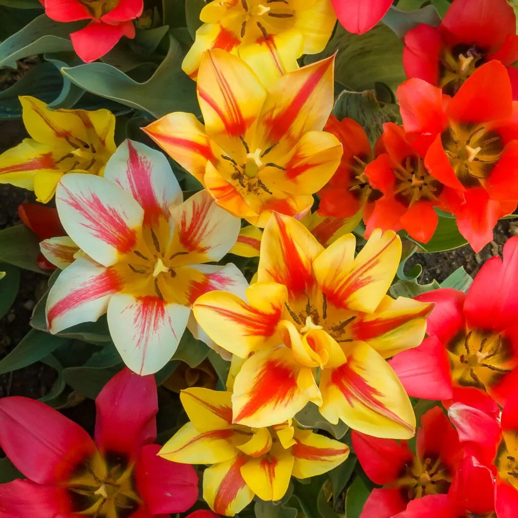 iimagination Tulip from Colorblends