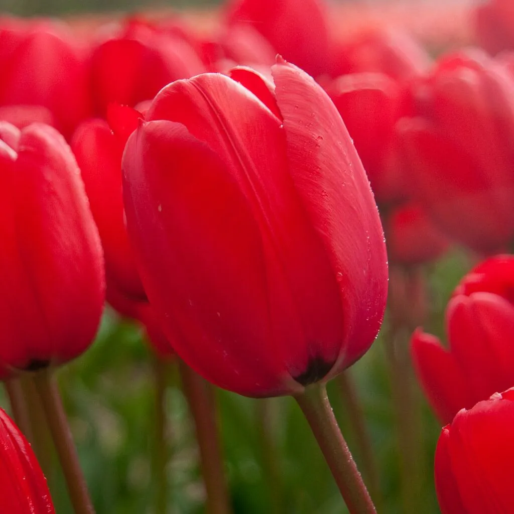 Big Red Tulips from Colorblends