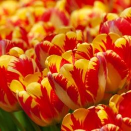 Banja Luka Tulips from Colorblends