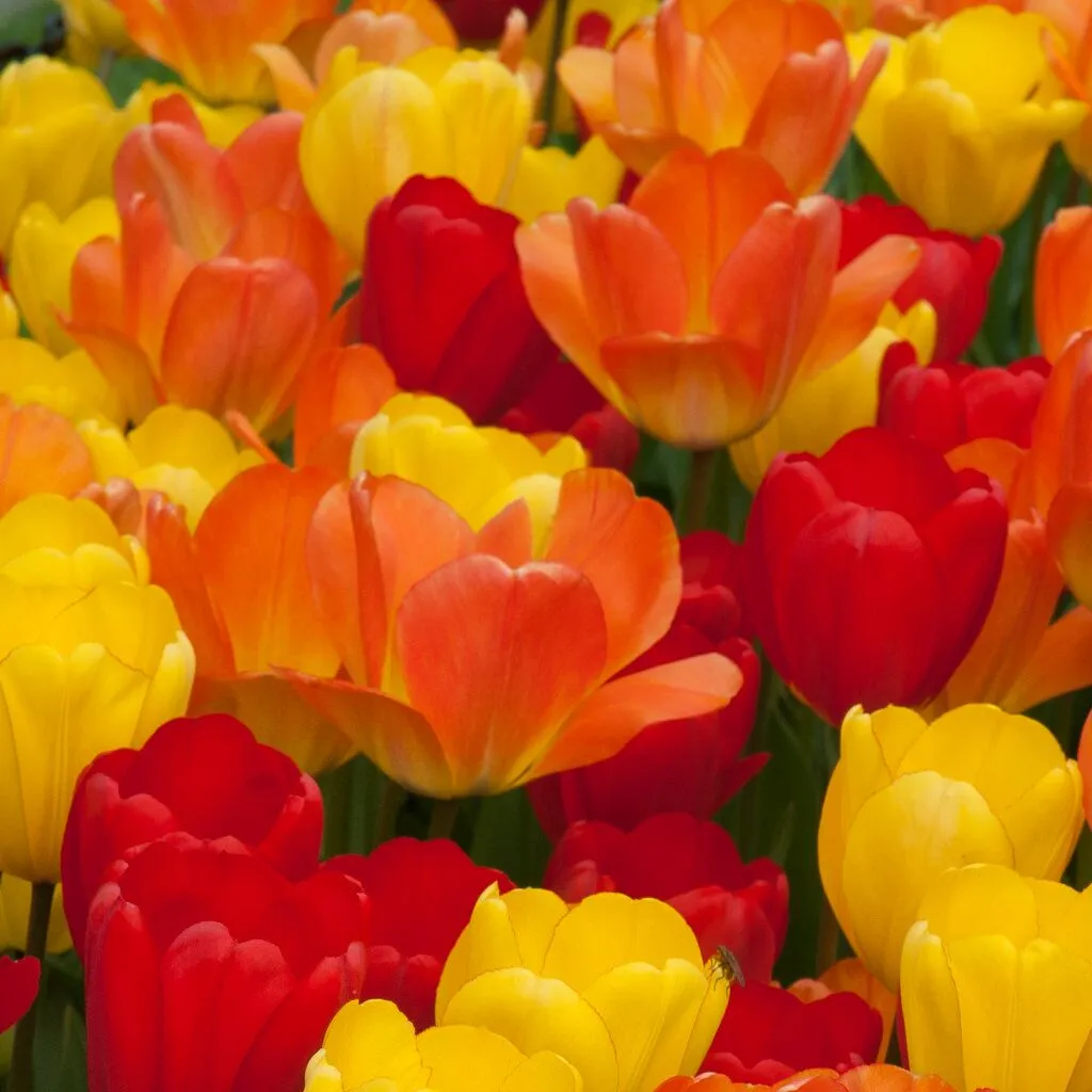 Celebration Tulip from Colorblends