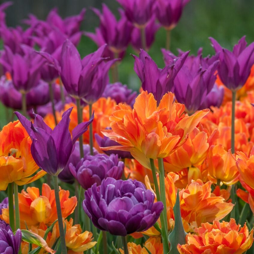 Merry Go Round Tulip from Colorblends