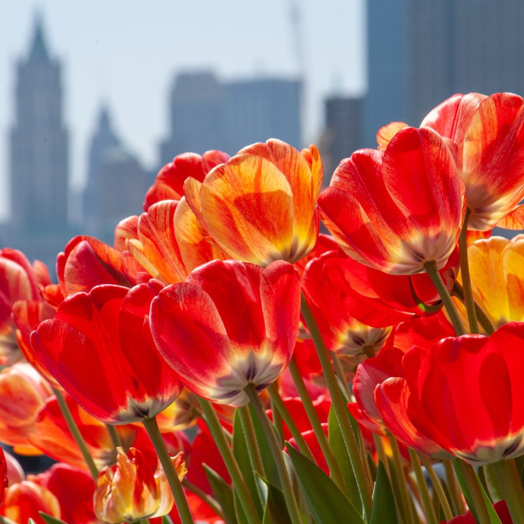 Gudoshnik Tulips from Colorblends
