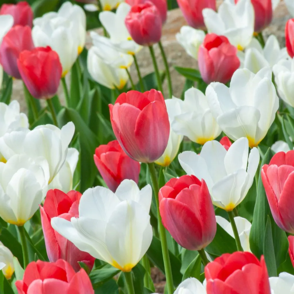 Miss Confection Tulip from Colorblends
