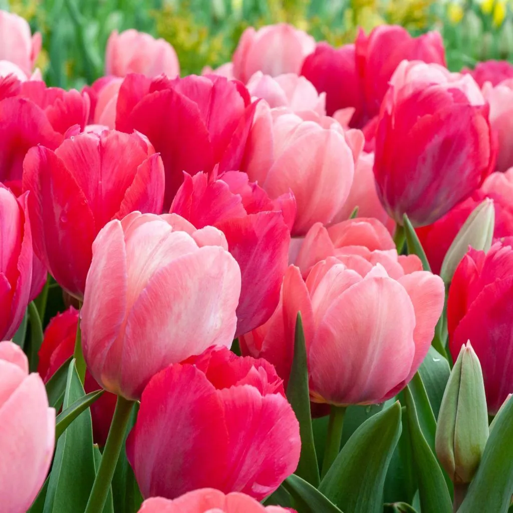 Smooch Tulip from Colorblends