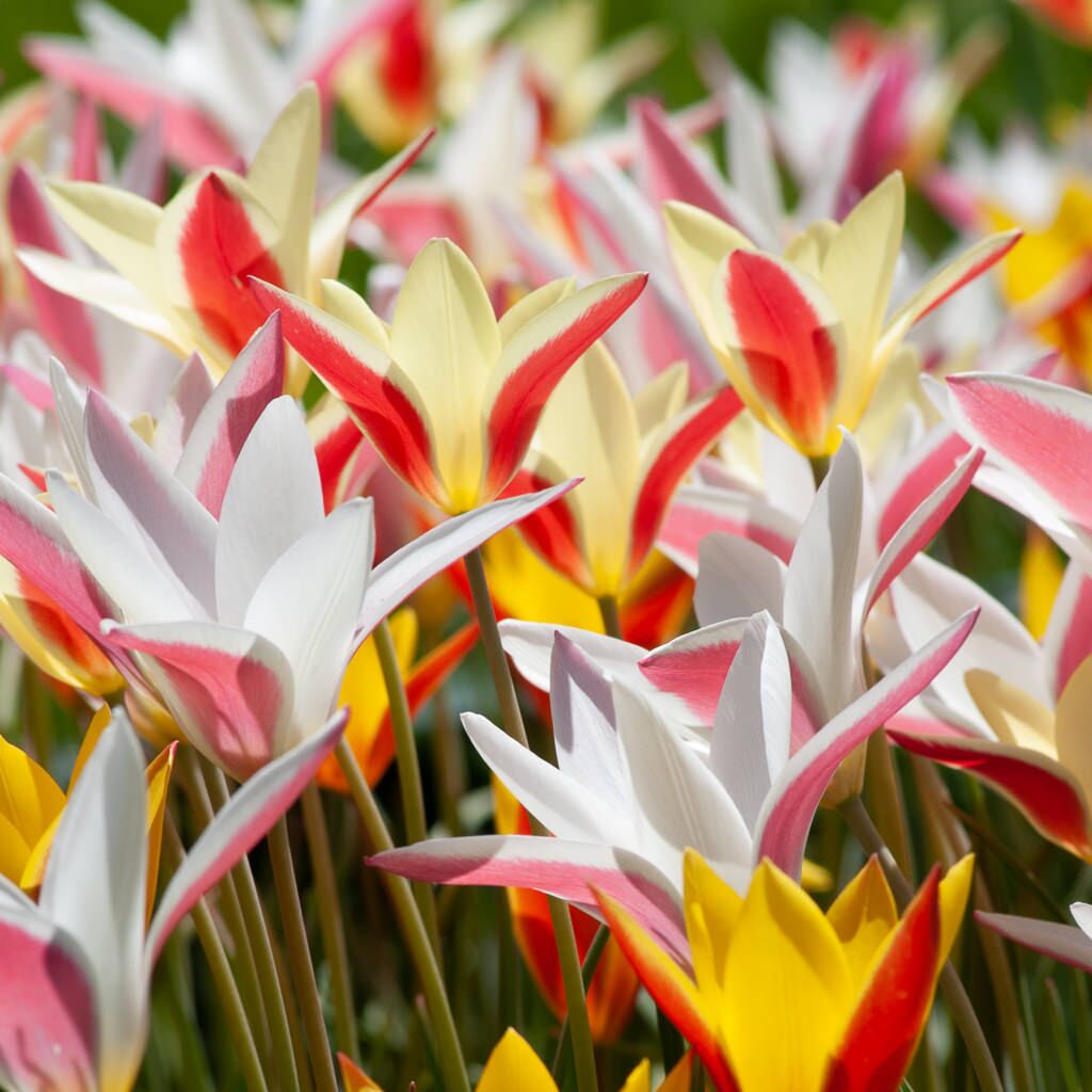 Votive Motif Tulip from Colorblends