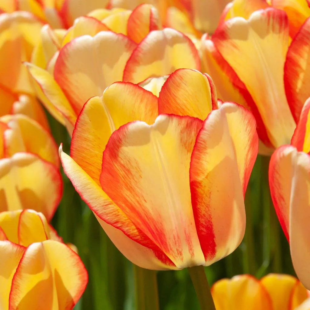 Beauty of Spring Tulips by Colorblends