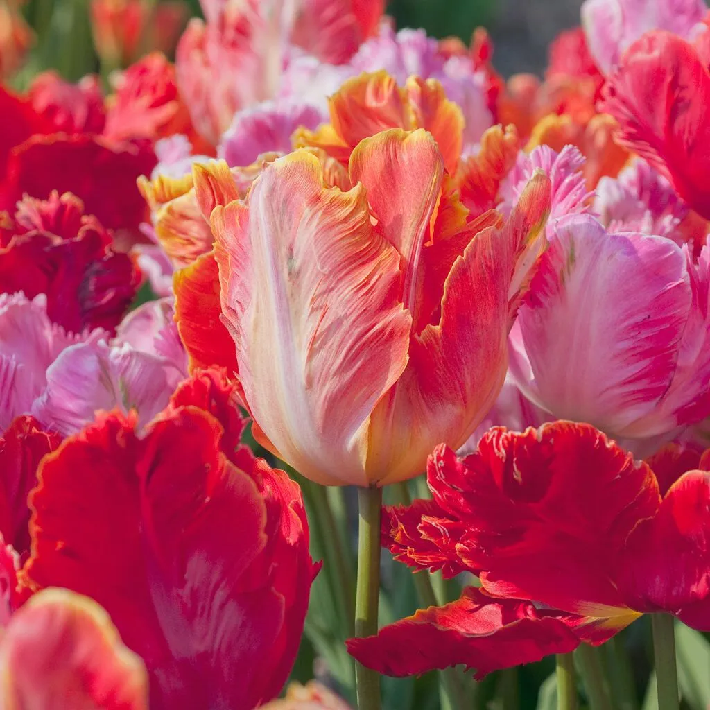 Parrot Blend Tulips from Colorblends