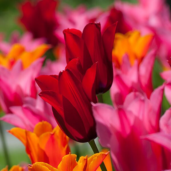 Maybelline Tulip from Colorblends