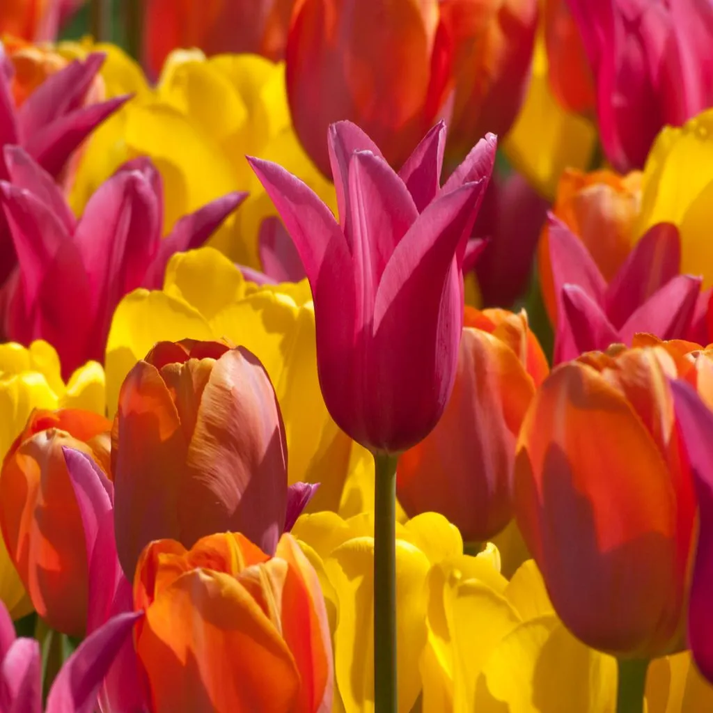 Carnaval Tulip from Colorblends