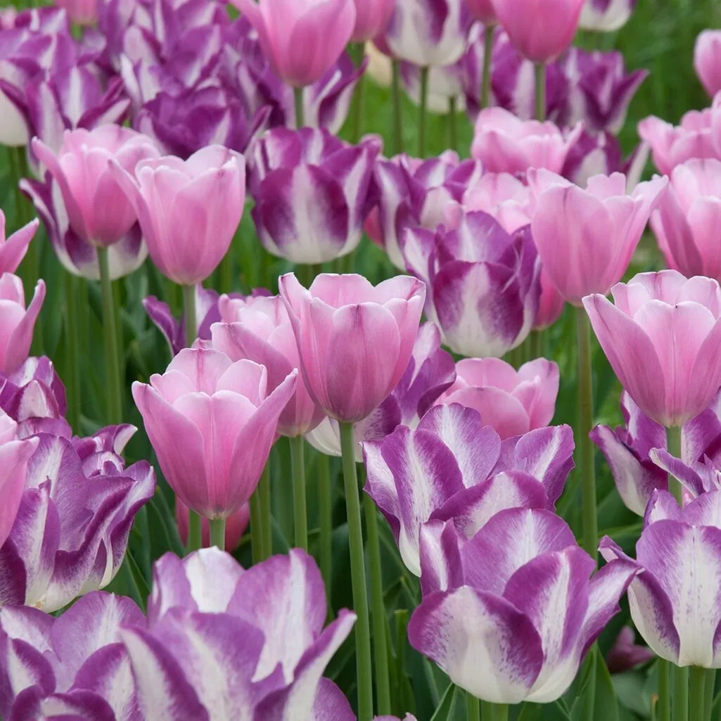 Gemini II Tulip from Colorblends