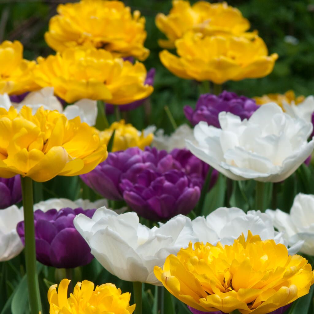 Snowmelt Tulip from Colorblends