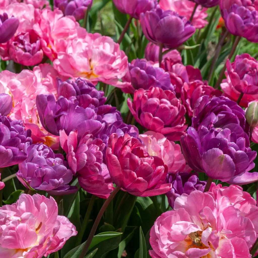 Beyond Baroque Tulip from Colorblends