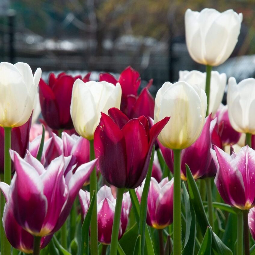 Calm Cool Collective Tulip from Colorblends