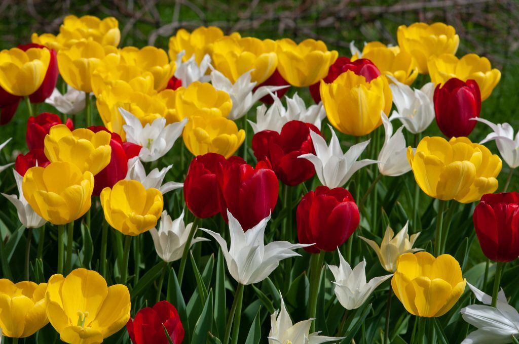 Twister Tulip from Colorblends