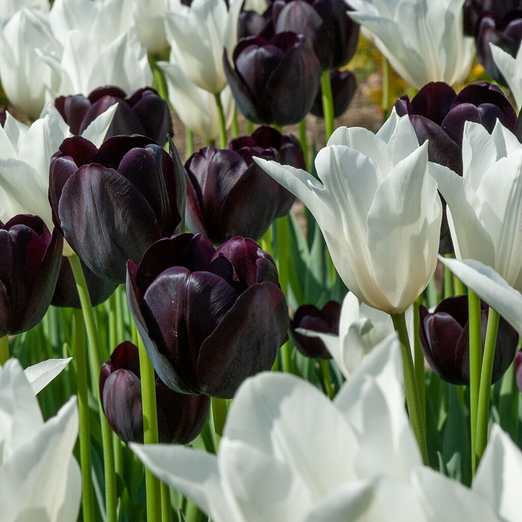 Black Tie Tulip from Colorblends