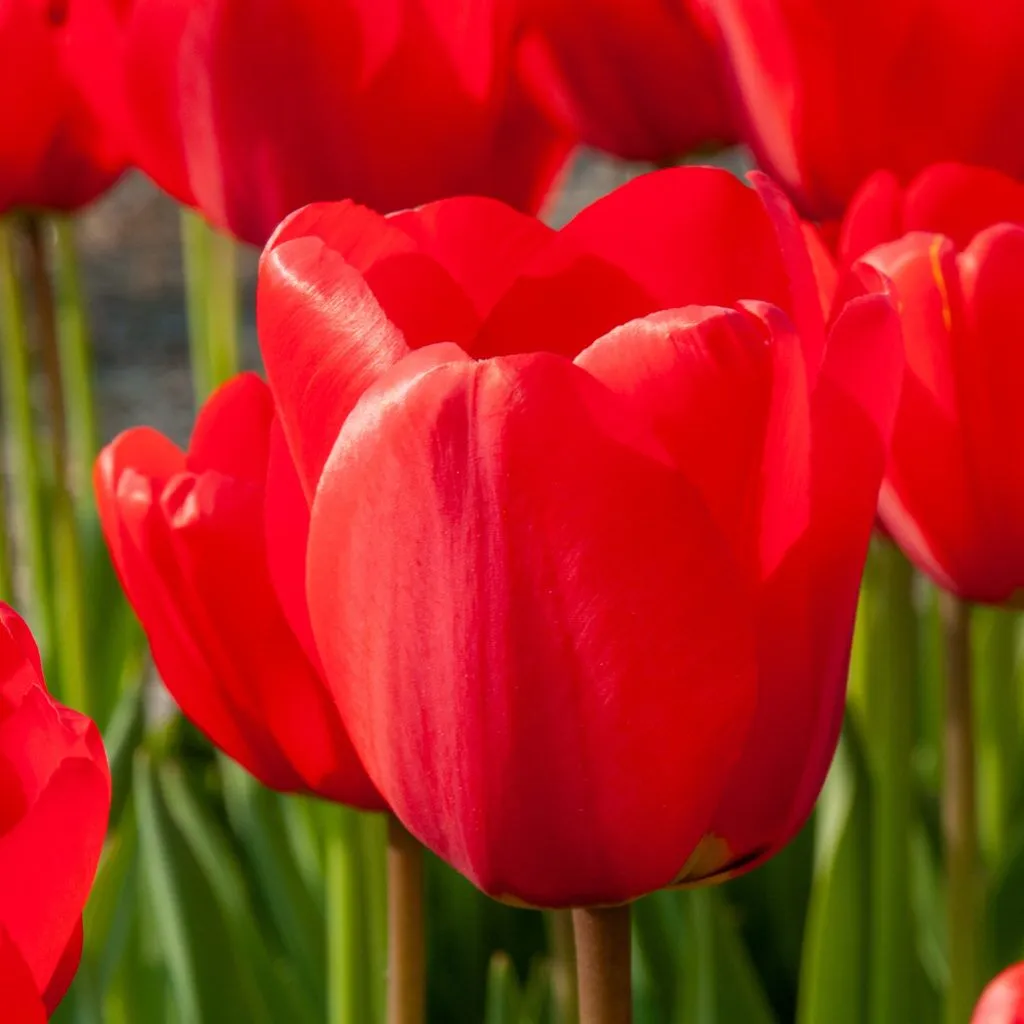 Best Red Tulips from Colorblends