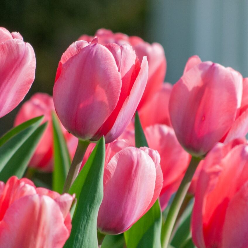 Best Pink Tulips from Colorblends