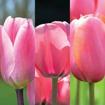 Pink Cubed Tulip from Colorblends