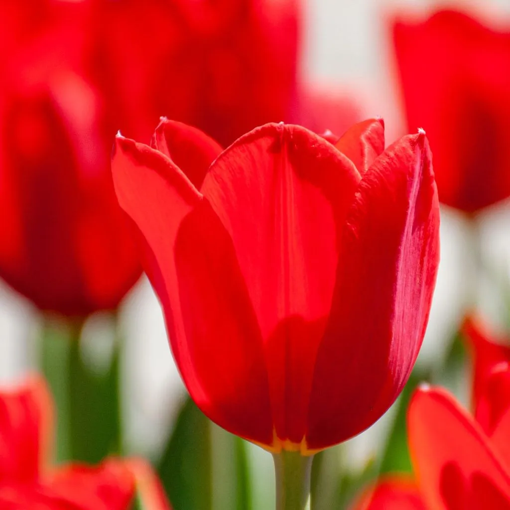 Kingsblood Tulips from Colorblends