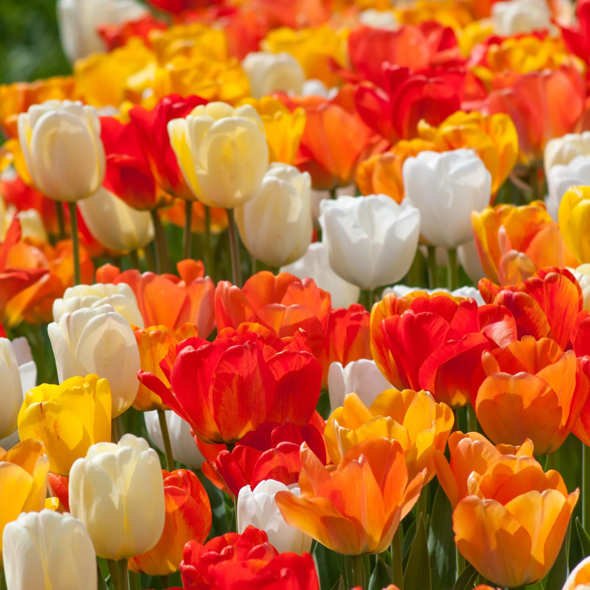 Chardonnay Tulip from Colorblends