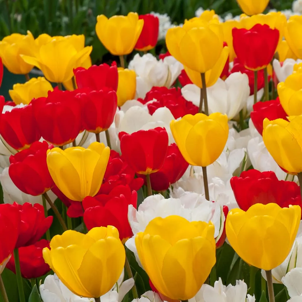 Niagara Tulip from Colorblends