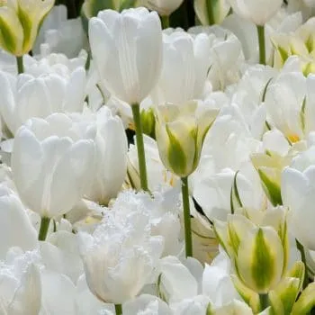 Vidal Tulip from Colorblends