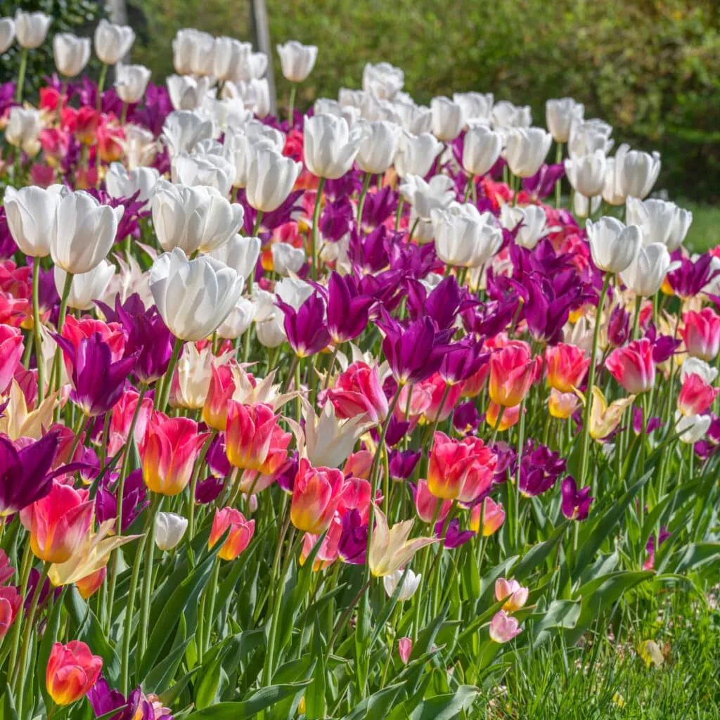 Silvaner Tulip from Colorblends