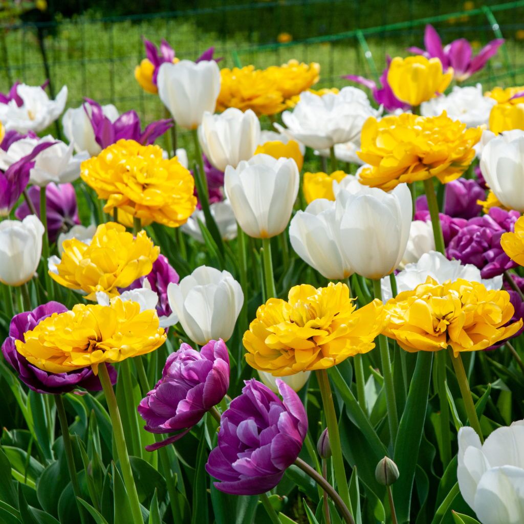 Bunny Hop Tulip from Colorblends