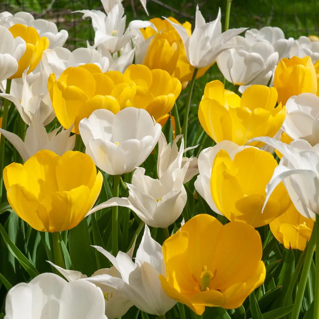 Riesling Tulip from Colorblends