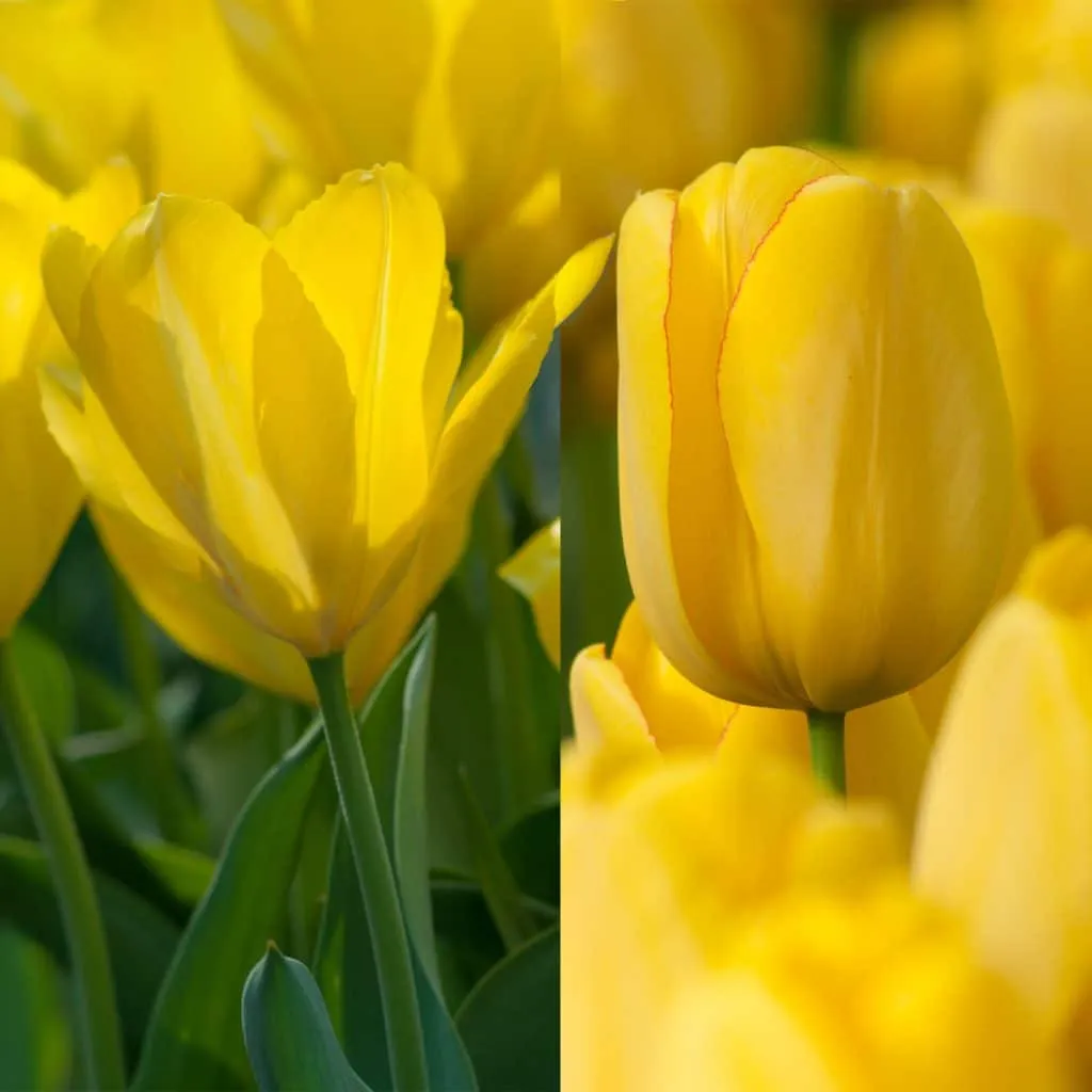 Yellow Squared Tulip from Colorblends