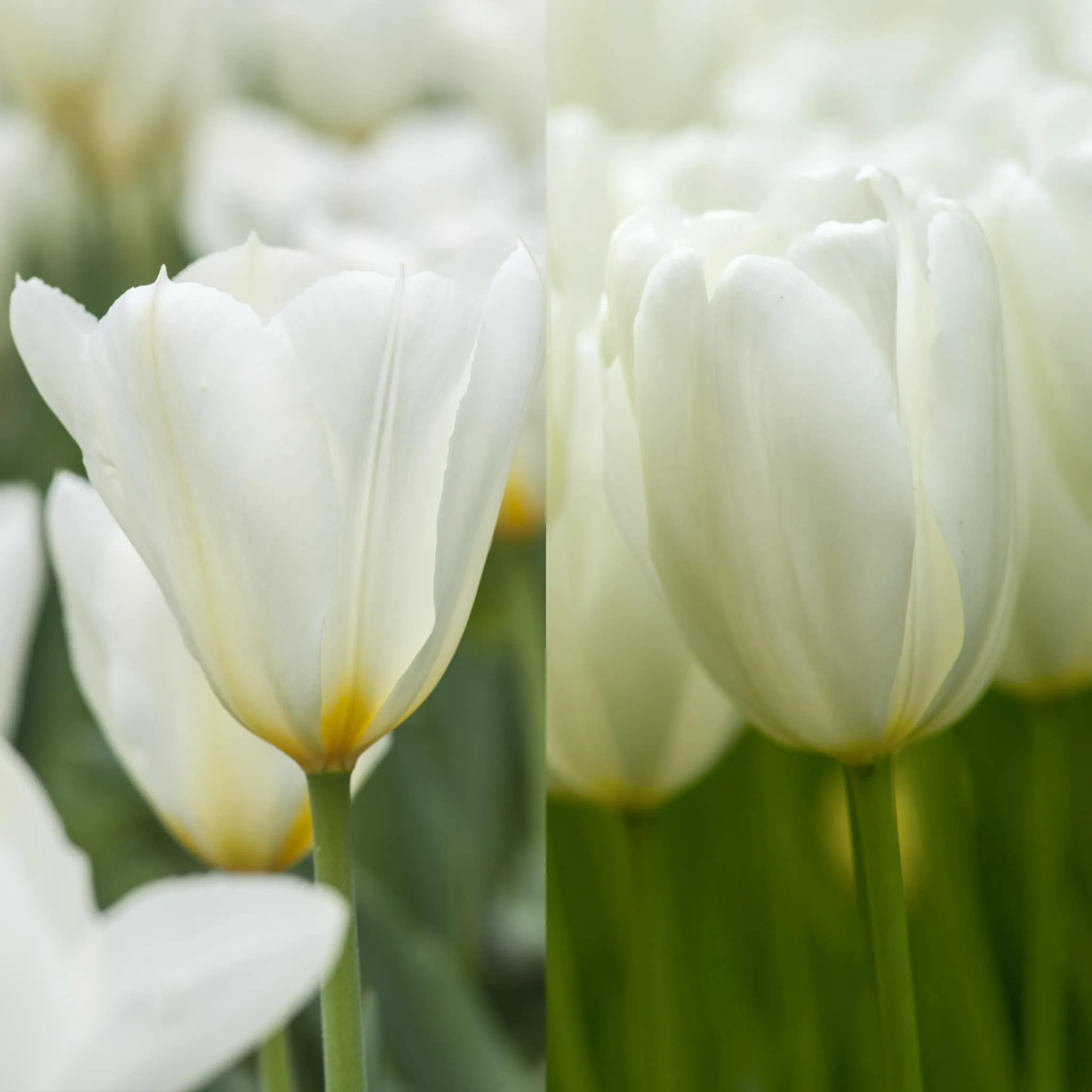 White Squared Tulip from Colorblends