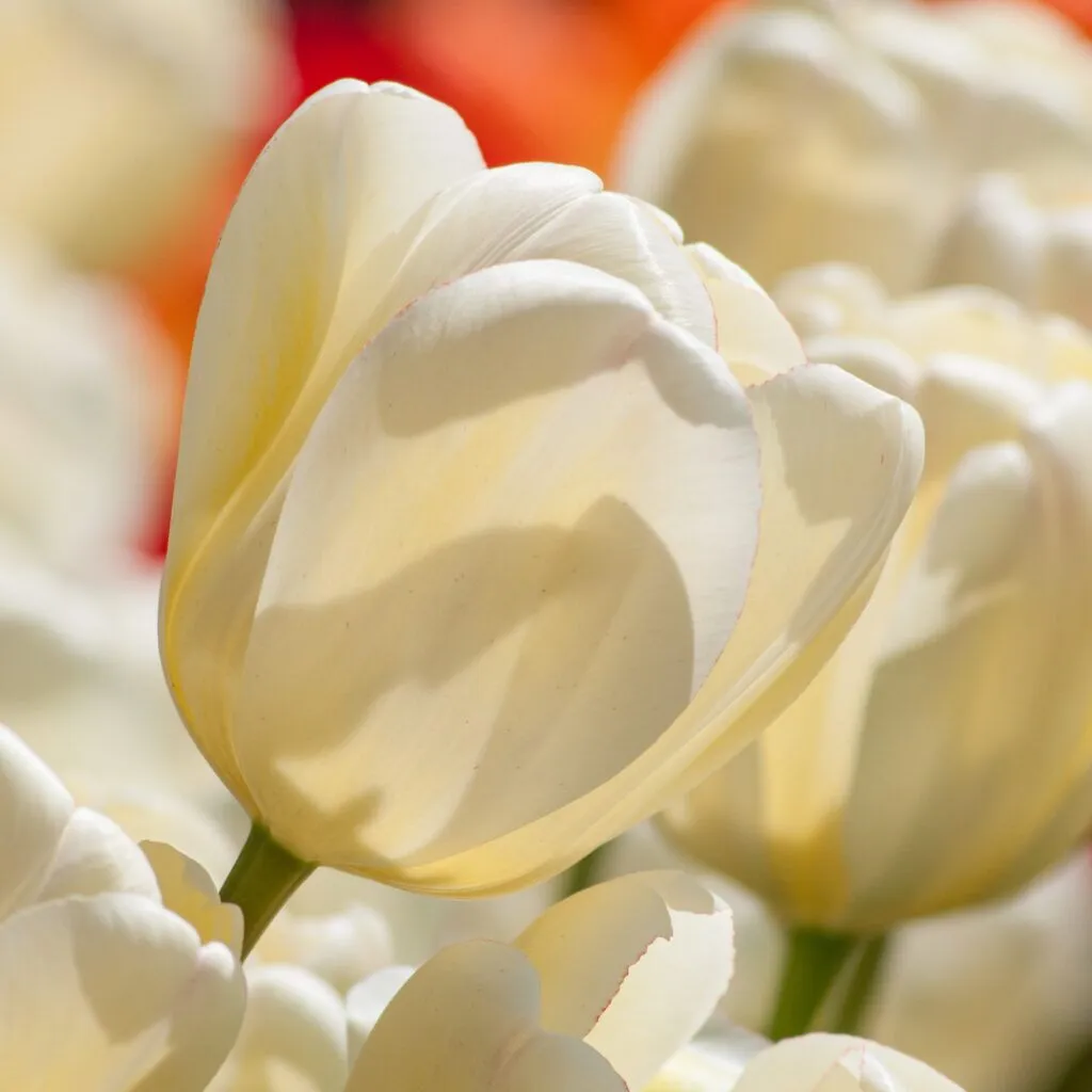 Ivory Floradale Tulips from Colorblends