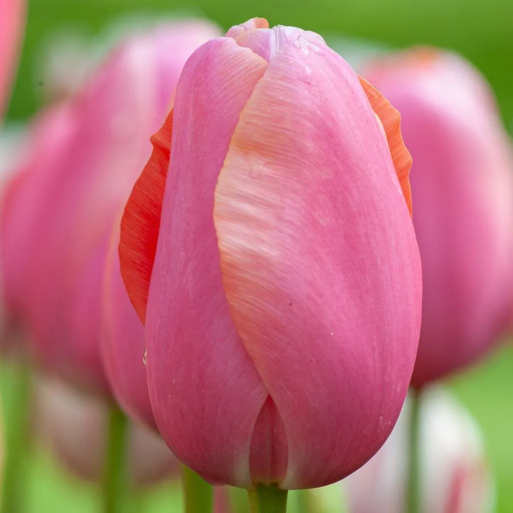 Menton Tulips from Colorblends