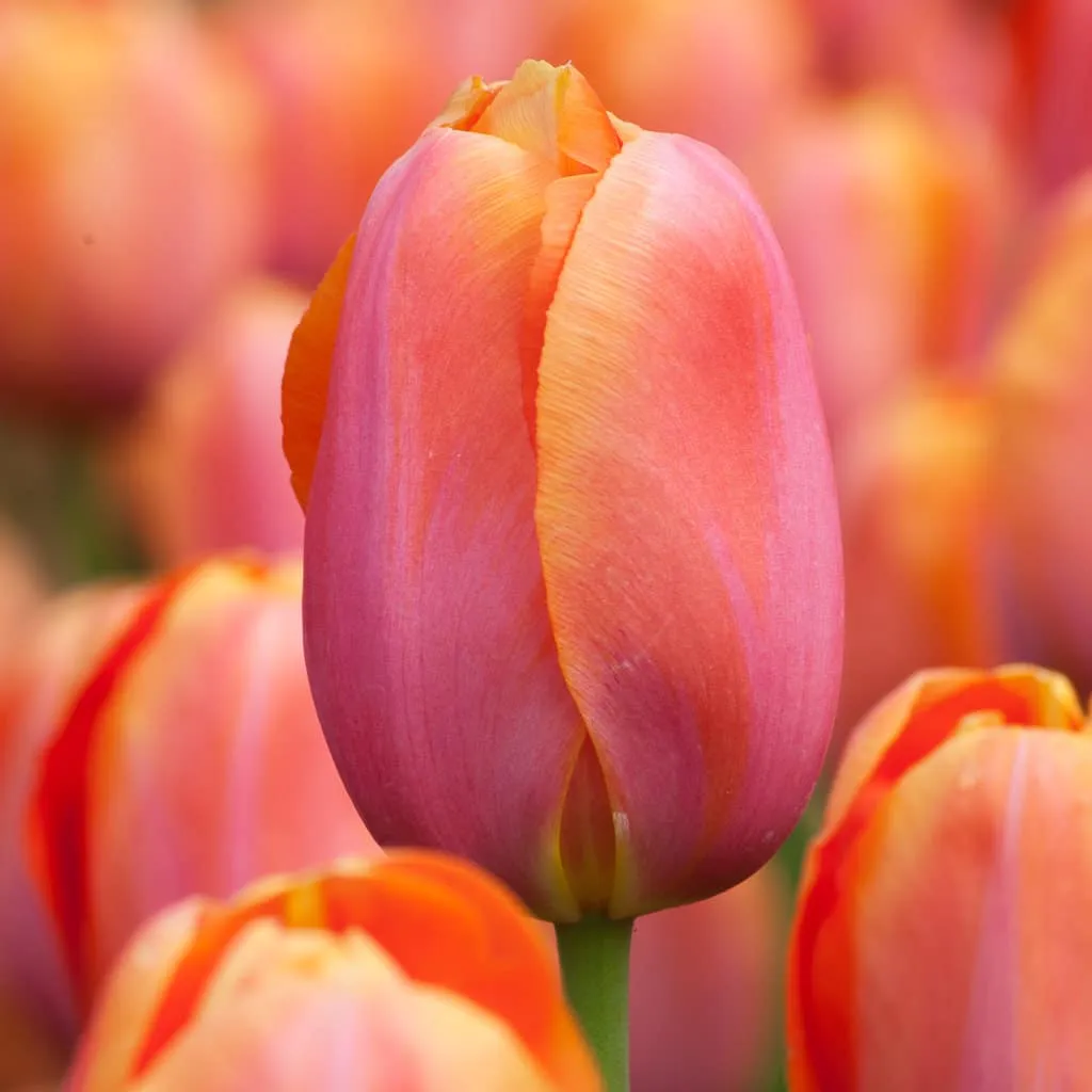 Dordogne Tulips from Colorblends