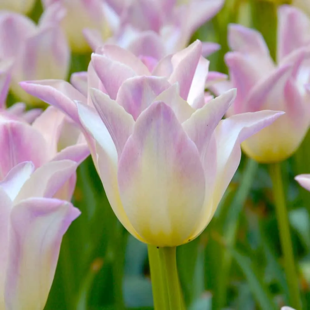 Elegant Lady Tulips from Colorblends