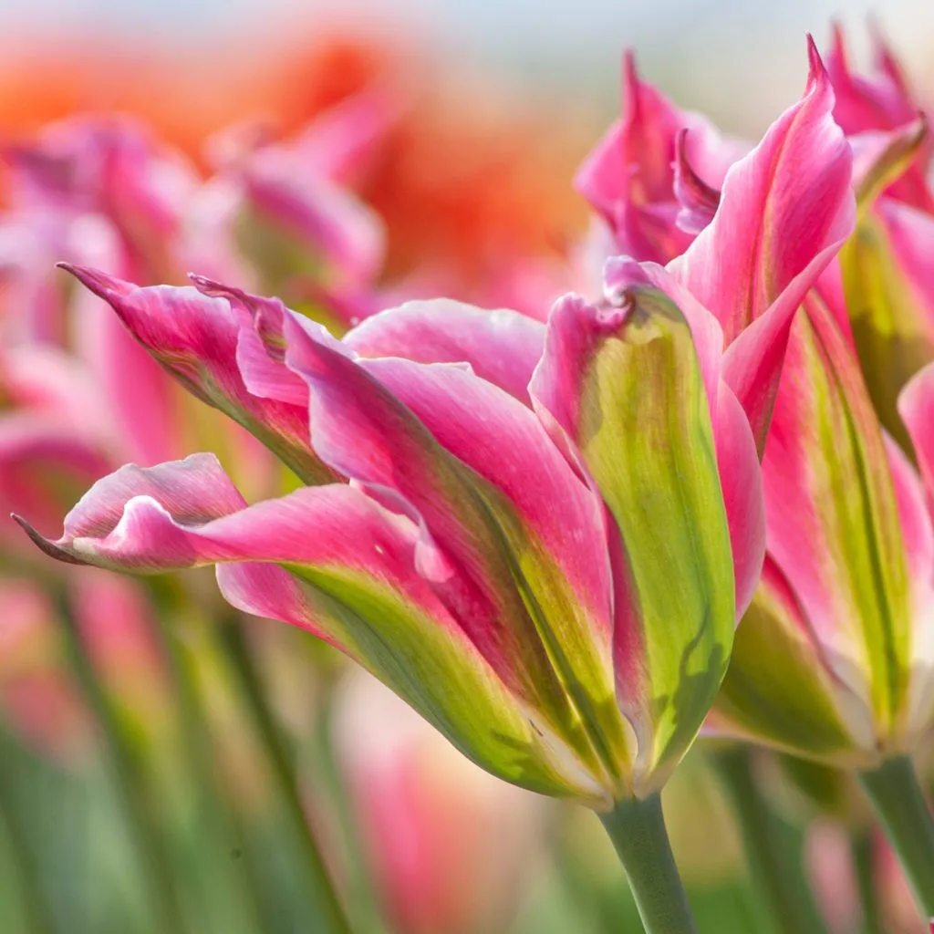 Virichic Tulips from Colorblends