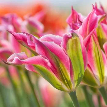 Virichic Tulips from Colorblends
