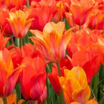 El Niño Tulips from Colorblends