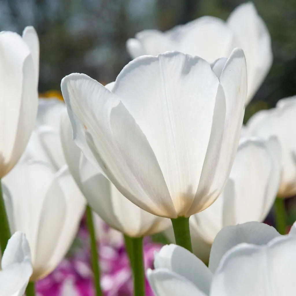 Clearwater Tulips from Colorblends