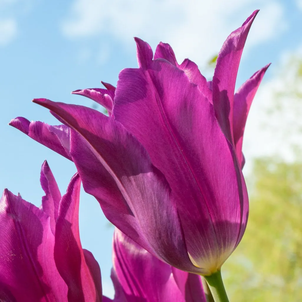 Yume no Murasaki Tulips from Colorblends