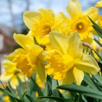 Carlton Daffodils from Colorblends