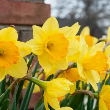 Fortune LS Daffodils from Colorblends