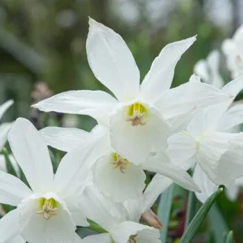 Thalia Daffodils from Colorblends
