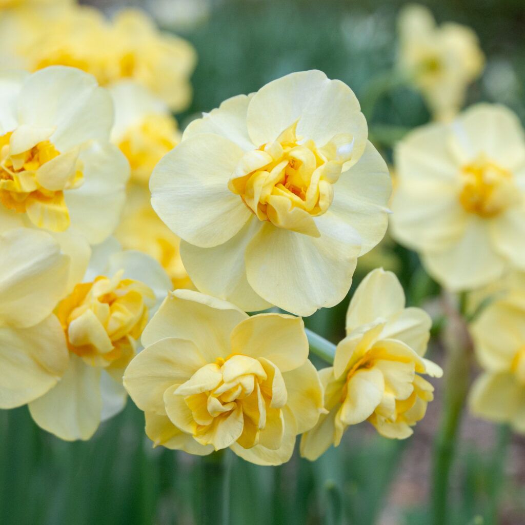 Yellow Cheerfulness Daffodils cropped in a square