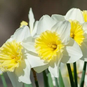 Ice Follies Daffodils from Colorblends